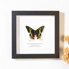 나비표본 태양과 달나방 루나나방 과학 곤충 학습 액자, 1개, 태양나방(7인치 액자)