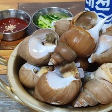 건담농수산 백고동 백골뱅이 활 생물 중소사이즈, 1개, 1kg