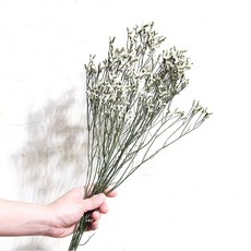 화연양화 프리저브드플라워 시네신스 시넨시스 4색 시들지않는생화, 01 릴리화이트