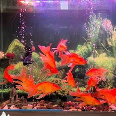 어항 백스크린 수족관 열대어배경 시트지 장식용품 ord+751CQ