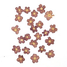 베베나 와인 압화꽃 25개 B-05-424