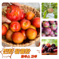 [굿피플] 고당도 달콤새콤 햇자두 하우스자두 자두, 1박스, 하우스 자두 900g 15-20과