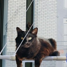 해먹 부착식 강아지 바구니 고양이 캣타워 자재, 없음