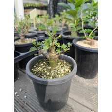 팅커벨 쎄나메리디(아프리카식물), 1개