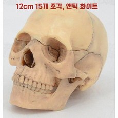 분리형 두개골 모형 얼굴 머리뼈 골격 교구 실습 교육용, 1개, B. 앤틱