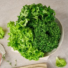 산지직송 무농약 유럽 샐러드 채소 600g 1kg, 01. 600g