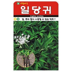 일당귀 씨앗 왜당귀 종자 나물, 1개