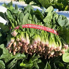 [오늘의채소] 노지 시금치 400g 내외, 1개