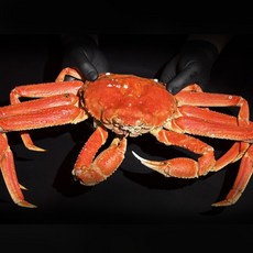 러시아대게 마가단 자숙 박달대게, 1개, 가정용 대게 2kg (수율 70% 내외)
