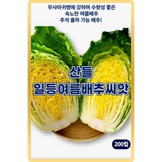 산들 일등여름 배추 씨앗 200립 무사마귀병에 강한 여름 배추씨 종자, 3개