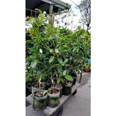 霏霏園藝 哈斯酪梨三年成樹苗 庭院種植果樹