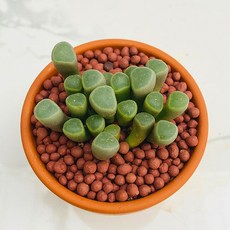 산아래 다육이 오십령옥 선인장 화분 식물 꽃 생명력 카페꾸미기 장식 공기정화 전자파차단 희귀식물 카네이션 선물 어버이날선물, 1개