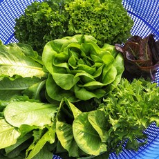 아쿠아포닉스 채소 500g 무농약 유러피안 샐러드, 2개, 샐러드채소 모둠