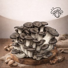 산지직송 국내산 느타리 버섯 무농약 친환경 느타리버섯, 1개, 1kg