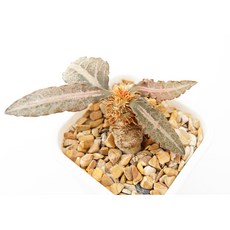 프란코이시하이브리드 동일품-260220 코덱스 아프리카식물 멸종위기 희귀선인장