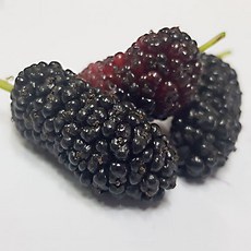 [순창군]토종오디 10kg 뽕나무열매 오디생과 오디열매 생오디 햇오디, 1박스