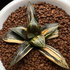 康 克•特 X Black Lady var.714-4 時尚比基尼套裝，高彈速乾，展現迷人曲線