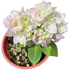 萬花叢 花卉植物 3吋繡球花盆栽 (不挑色) 室內盆栽 繡球花, 不挑色, 1個