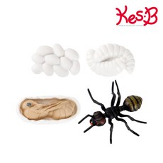 캐스비 네이처 성장과정피규어개미, 상세 설명 참조