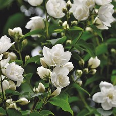 [LS 앱솔루트 오일] N24 자스민 (Jasmine) 10ml, 1개, 연한 노랑