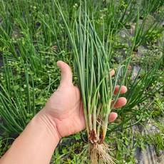 [농장직송]국내산 쪽파 흙쪽파 깐쪽파, 흙쪽파 1kg