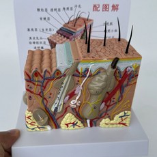 피부 모형 단면 확대 50배 확대 모낭 해면 피부모형 조직 피부과 피부, A. 로고 그림이있는 피부색 35 배