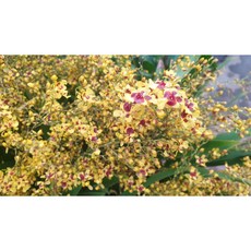 [신라난농원]환타지아.향천(쵸코렛향).오직.온리유.예쁜노랑색의 버건디.와인색립프.특대품.색상예쁨.향이진짜좋니다.인기상품.고급종.인기.필독뒷사진참고, 1개