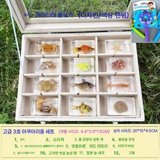 곤충 표본 액자 관찰 수집 벌레 교육용 과학 상자 봄곤충 입체관액자 나비표본, 5. E세트