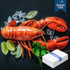 캐나다 프리미엄 자숙 랍스터 4.54kg 박스 바닷가재 랍스타 버터구이, 4.54kg 350-400사이즈 박스, 1박스