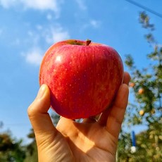 [15Brix 초고당도] 가정용 A급 부사사과 햇꿀사과, 1개, 2kg