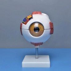 인체 안구 해부학 모형 눈 구조 의학 교육용 실습 시력 교구 6배 확대 분리형, 화이트, 1개, 1L
