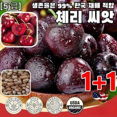 [5j급] 체리 씨앗 체리 체리 묘목 씨앗 생존율은 99% 한국 재배 적합, 40개