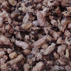 가락시장521 국산 햇 건꼴뚜기 300g 볶음용 조림용 마른 말린 건조 꼴뚜기, 1개