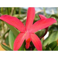 [꽃밭에서 난원] 서양란/카틀레야(챠밍루비 1개), 1개