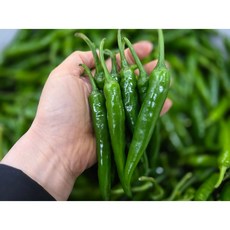 화랑농원 국내산 청양고추 못난이 B급, 1박스, 1kg