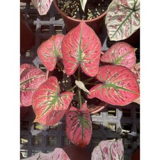 霏霏園藝草莓奶昔5吋盆栽特價：清新奶香，綠意生活, 1個