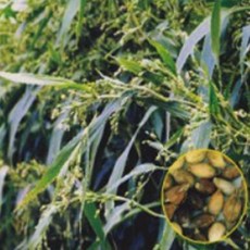 약용식물 율무종자 의이인 50립 율무차씨 98523EA 1(PC), 본상품, 1개