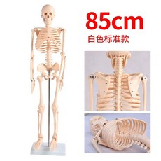 해부학 라이프 인체 85cm 드로잉 골격 사이즈 인대 1/2 모델 절반 FRT011 근육, B. A1003 85CM, 1개