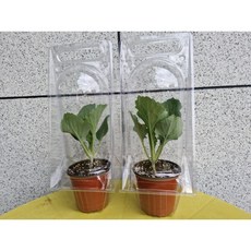 배추흰나비 애벌레먹이(2개), 2개