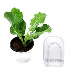 배추흰나비 기르기 세트(특대 사육망포함) KSA