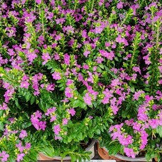 1+1 쿠페아 보라색 꽃 소품 공기정화 에이피플랜츠 구피아 반려식물, 1개