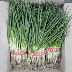 클릭마켓 노지 흙쪽파 1단 잔파, 5개, 1kg