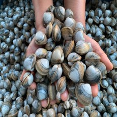 씨푸드월드 서천 자연산 동죽(물총)조개2kg, 1개, 2kg