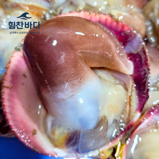 여수 새조개 손질 조개 특품, 1개, 200g