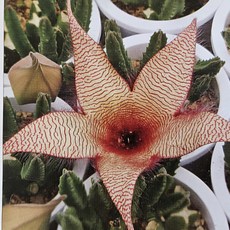 팅커벨 꽃향기독특한 서우각중품, 1개