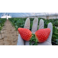 논산 설향특 딸기 새벽당일 수확 350g 13 900원, 1개, 설향 딸기 특과 700g 30과