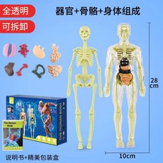 해골 교육용 인대 모형 전신 신체 4d 조립 골격 학교 해부 장기 머리