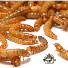 밀웜씨티 살아있는 밀웜, 대 400+@, 1개