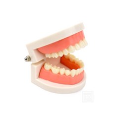 스윗찬 치아모형 고급치아모형