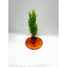 율마 소품 피톤치드 인테리어화분 공기정화식물 미니 테이블식물 실내화초 제이팜, 1개